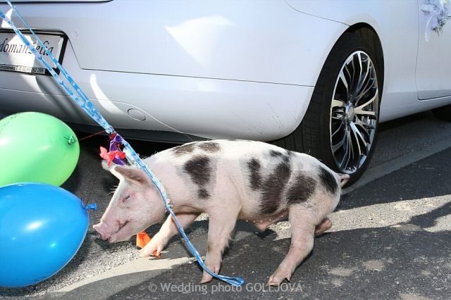 Obrazok